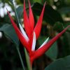 Heliconia angusta Red Christmas