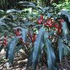 Heliconia angusta Red Christmas