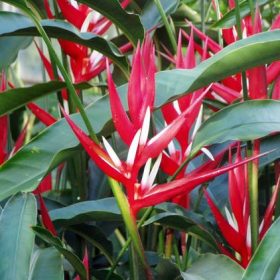 Heliconia angusta Red Christmas
