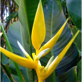 Heliconia angusta Yellow Christmas