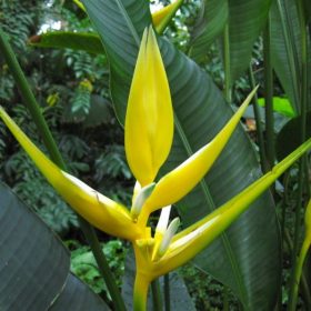 Heliconia angusta Yellow Christmas