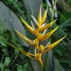 Heliconia angusta Yellow Christmas