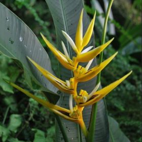 Heliconia angusta Yellow Christmas