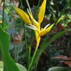 Heliconia angusta Yellow Christmas