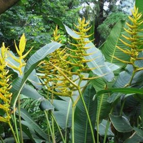Heliconia angusta Yellow Christmas
