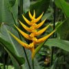 Heliconia angusta Yellow Christmas