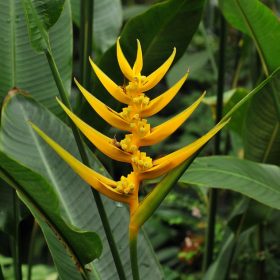 Heliconia angusta Yellow Christmas