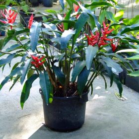Heliconia angusta Red Christmas