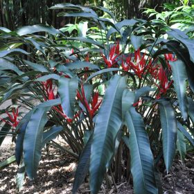 Heliconia angusta Red Christmas