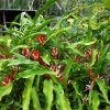 Heliconia angusta Red Christmas