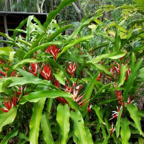 Heliconia angusta Red Christmas