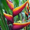 Heliconia bihai Banana Split