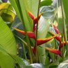Heliconia bihai Banana Split