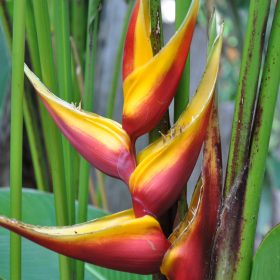 Heliconia bihai Banana Split