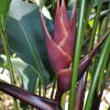 Heliconia bihai _Chocolate Dancer_