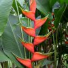 Heliconia bihai Claw II