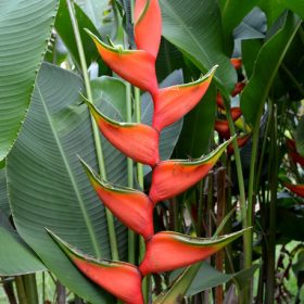 Heliconia bihai Claw II