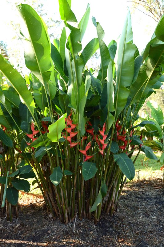 Cây Cảnh Nhà Xanh