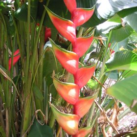 Heliconia bihai Claw II