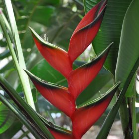 Heliconia bihai Claw I