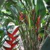 Heliconia bihai Claw I