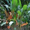Heliconia bihai Hong Kong Claw