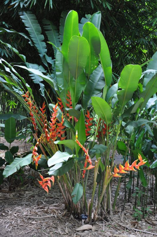 Cây Cảnh Nhà Xanh