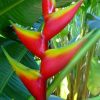 Heliconia bihai _Manoa Sunrise_
