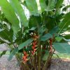 Heliconia bihai Nappi Red
