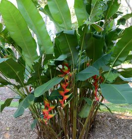 Heliconia bihai Nappi Red