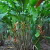Heliconia bihai Nappi Red