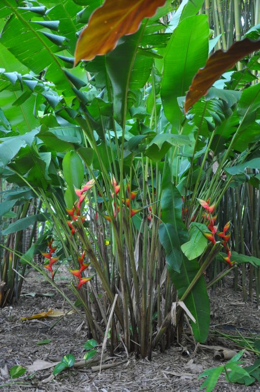 Cây Cảnh Nhà Xanh