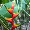 Heliconia bihai Nappi Red