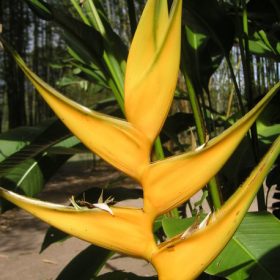 Heliconia bihai Yellow Dancer