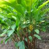 Heliconia bihai Yellow Dancer