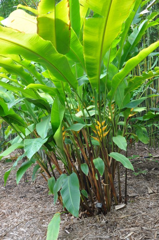 Cây Cảnh Nhà Xanh
