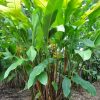 Heliconia bihai Yellow Dancer