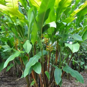 Heliconia bihai Yellow Dancer
