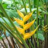 Heliconia bihai Yellow Dancer