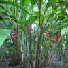 Heliconia bihai x caribaea Black Cherry