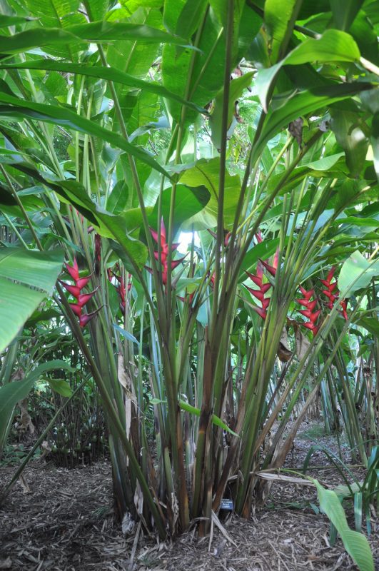 Cây Cảnh Nhà Xanh