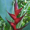 Heliconia bihai x caribaea Black Cherry