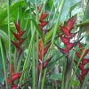 Heliconia bihai x caribaea Black Cherry