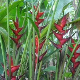 Heliconia bihai x caribaea Black Cherry