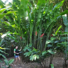 Heliconia bihai x caribaea Black Cherry
