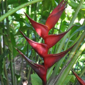 Heliconia bihai x caribaea Black Cherry