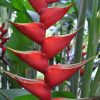 Heliconia bihai x caribaea Criswick