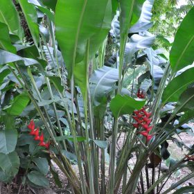 Heliconia bihai x caribaea Criswick