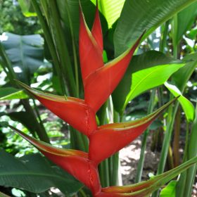 Heliconia bihai x caribaea Criswick