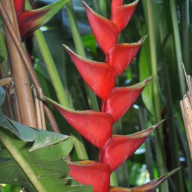 Heliconia bihai x caribaea Criswick
